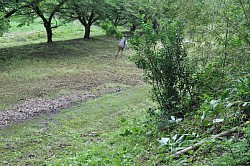 公園除草中２